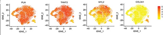 canonical marker gene expression.jpg